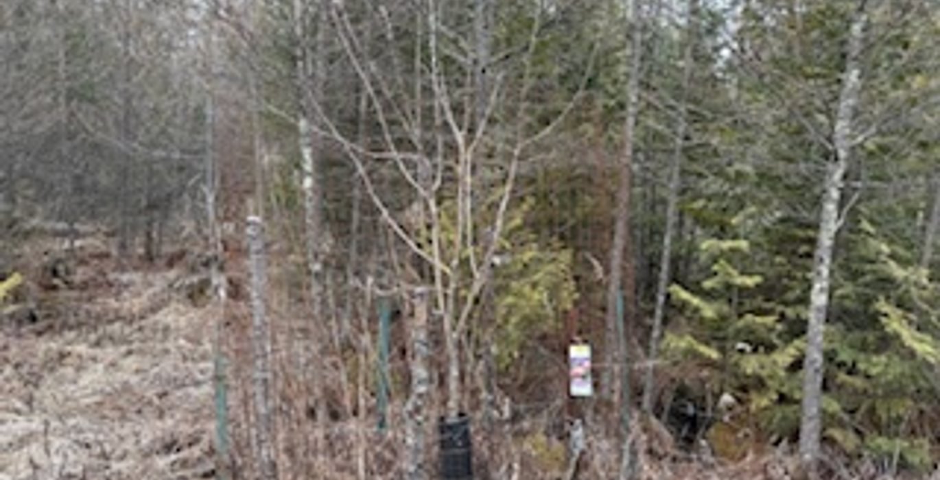631 IMG 7961