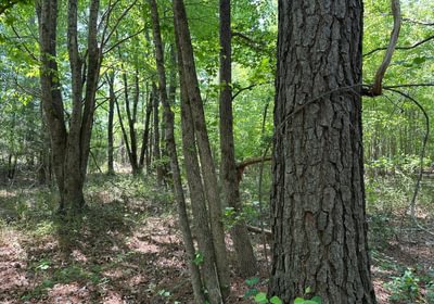 632 IMG 01301
