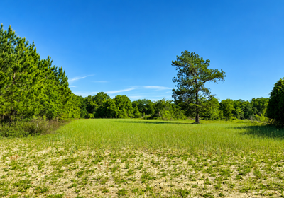 634 Food plot 1