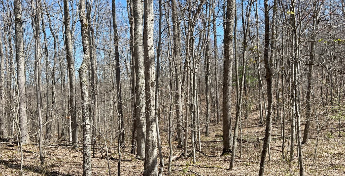 634 Timber Stand 7