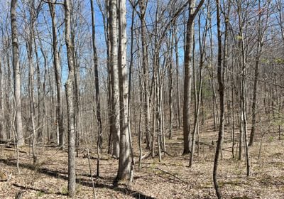 634 Timber Stand 7