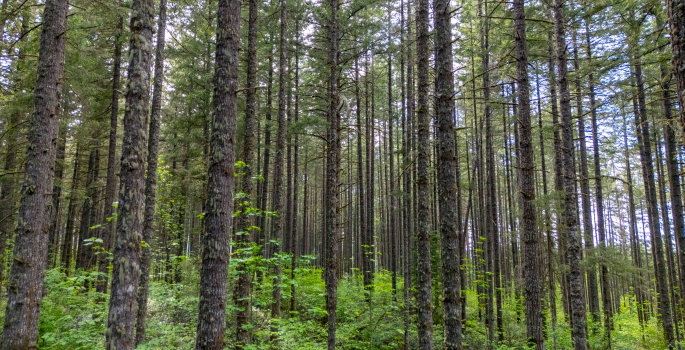 634 Trees Low 3