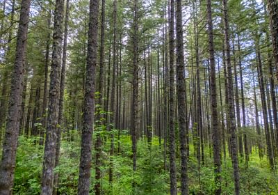 634 Trees Low 3