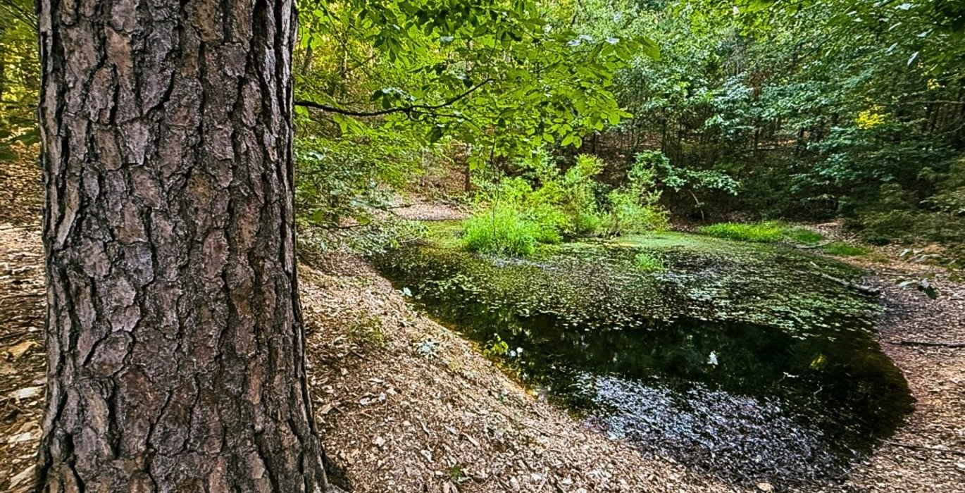 634 pond 2