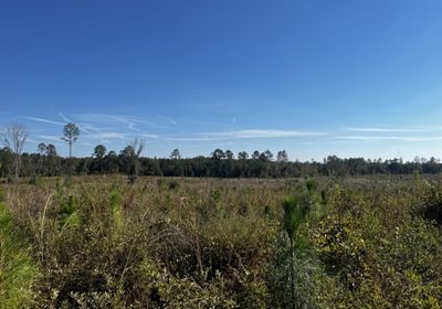 636974a02e694 Young Pine Plantation autocompress2 Cformat