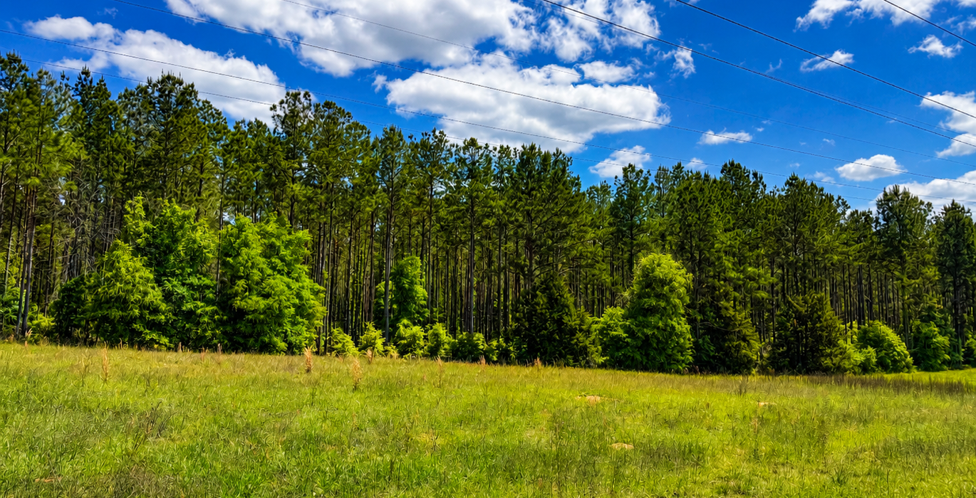 638 Trees across powerline