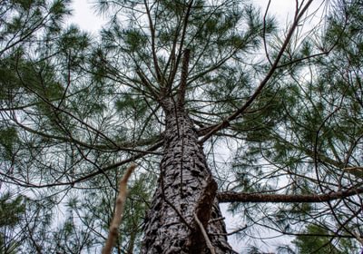 642 FORTLAWN IMG 6831