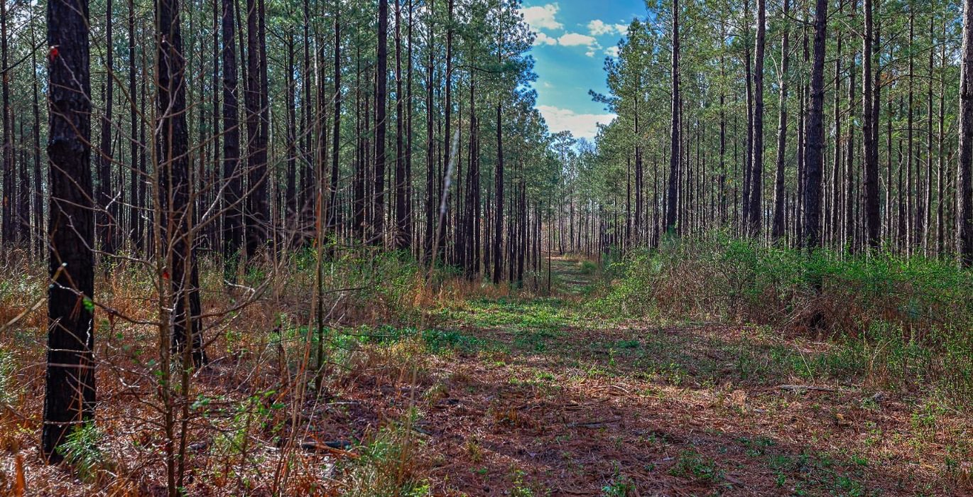 643 AFM Pines at Devereux 17