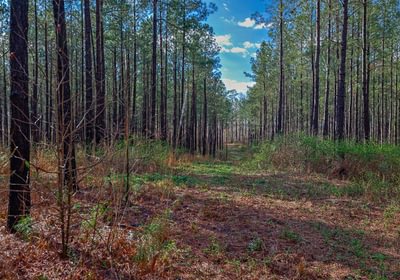 643 AFM Pines at Devereux 17