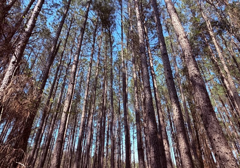 Photo 6 of Fort Creek Timberlands, 221 acres, Hancock County, Georgia