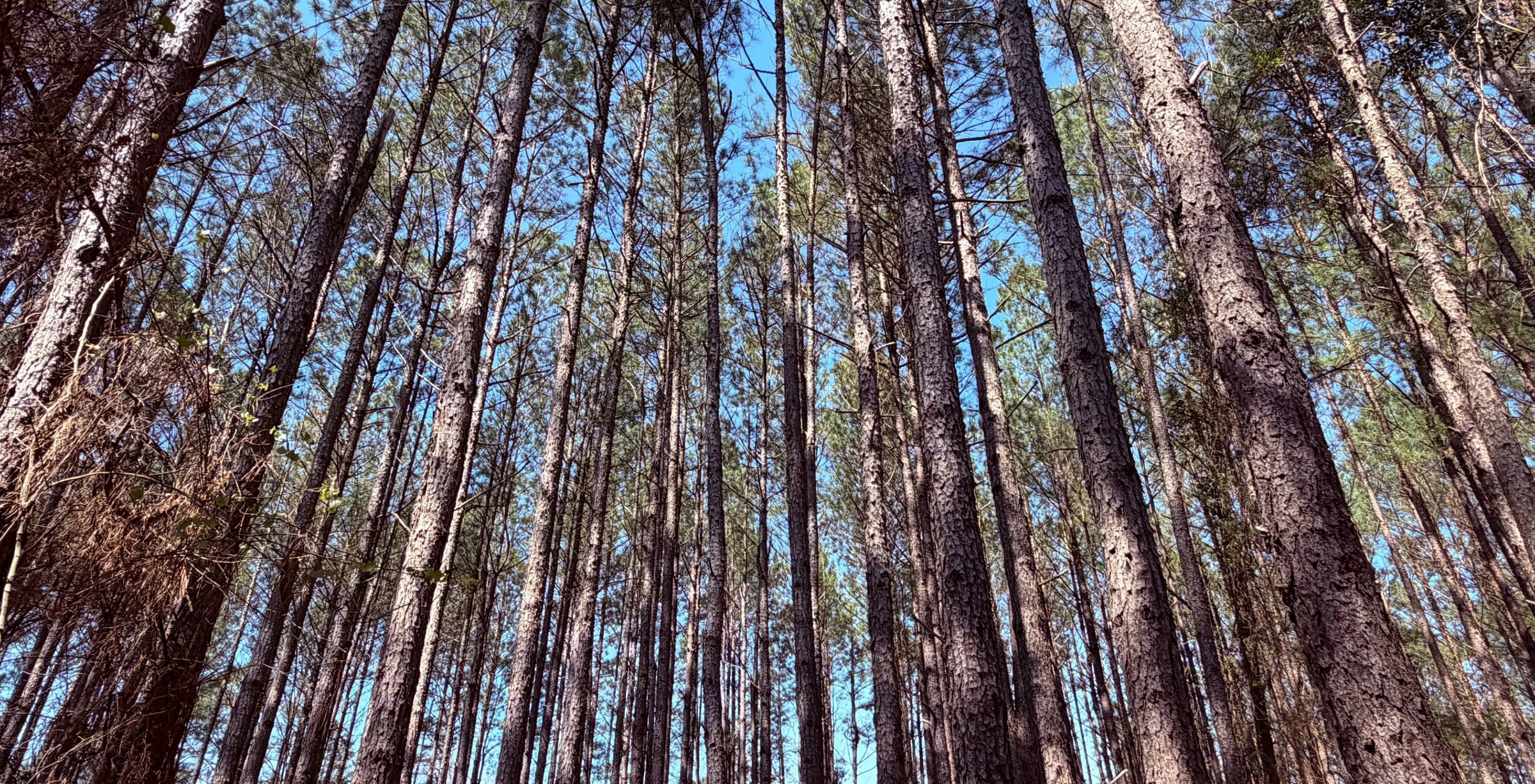 Photo 6 of Fort Creek Timberlands, 221 acres, Hancock County, Georgia
