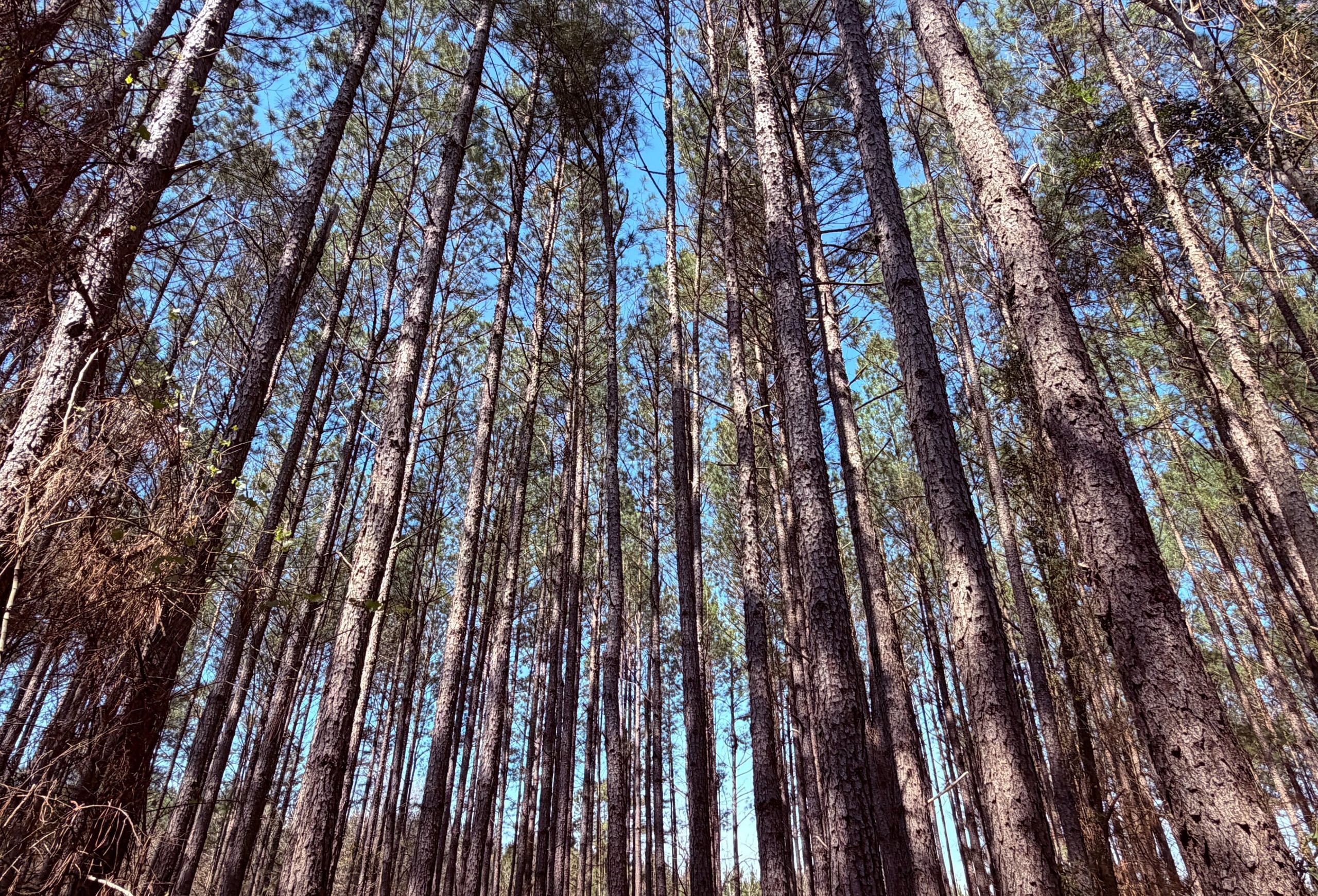 Photo 6 of Fort Creek Timberlands, 221 acres, Hancock County, Georgia