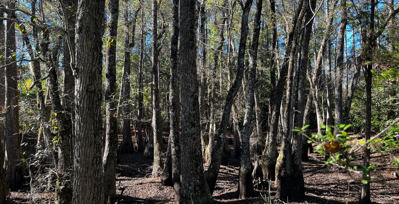 649 Duck hole