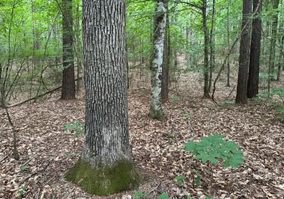 650 IMG 0986