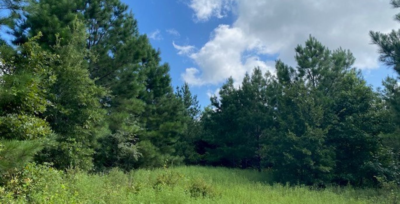 650 gum springs 1