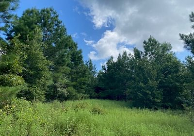 650 gum springs 1