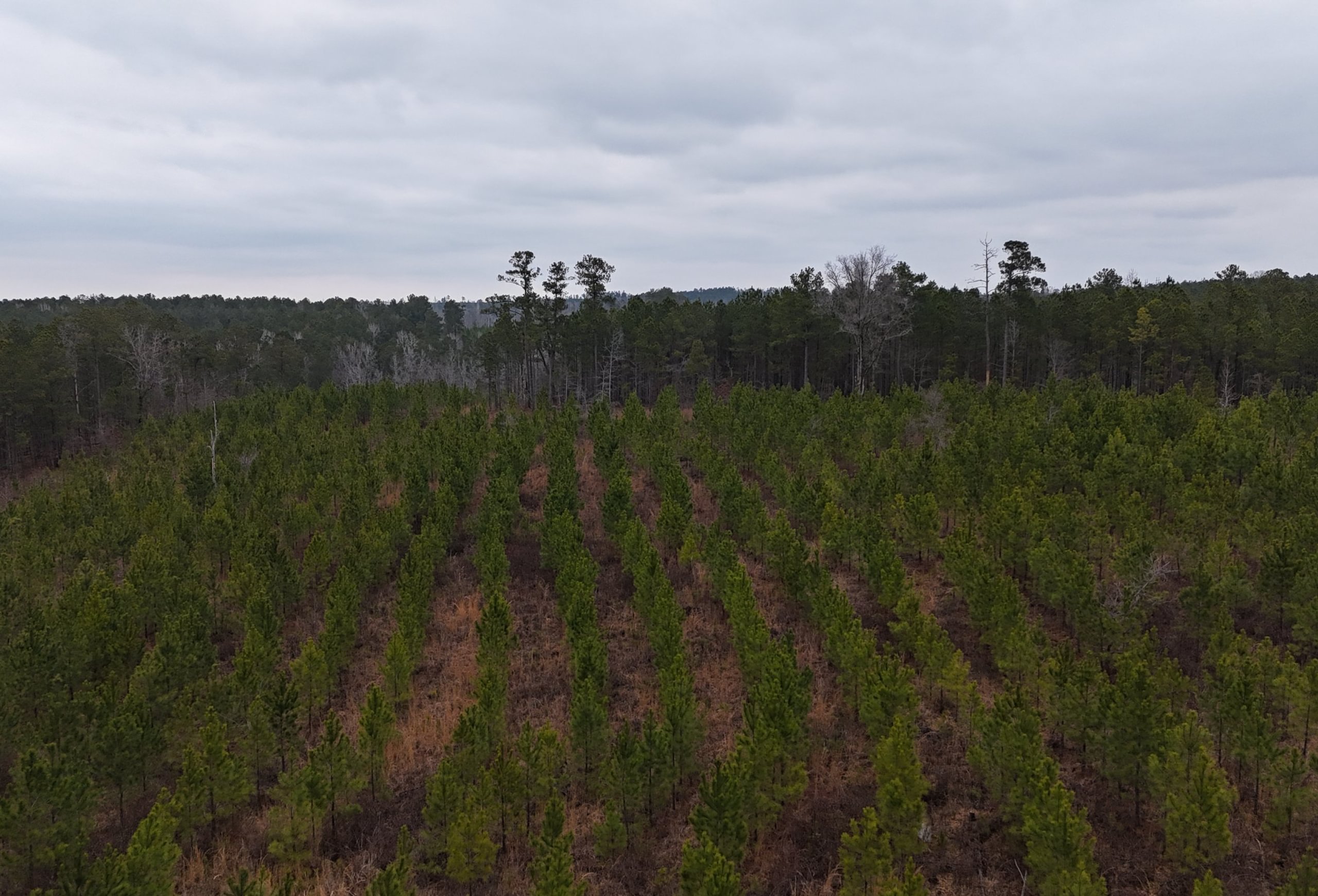 Photo 10 of Chickasaw Pines at Lake Sinclair, 131 acres, Hancock County, Georgia