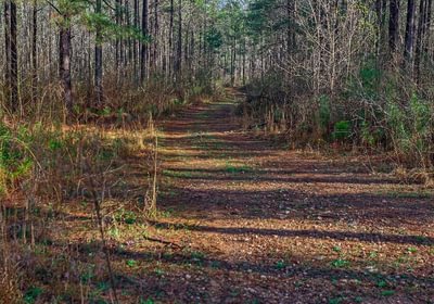 663 AFM Pines at Devereux 7