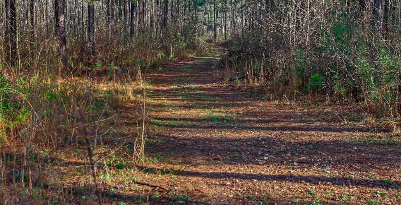 663 AFM Pines at Devereux 7