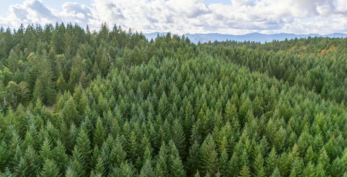 668 trees 7