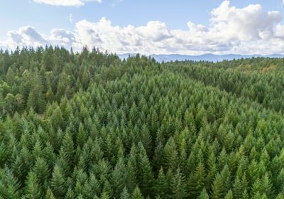 668 trees 7
