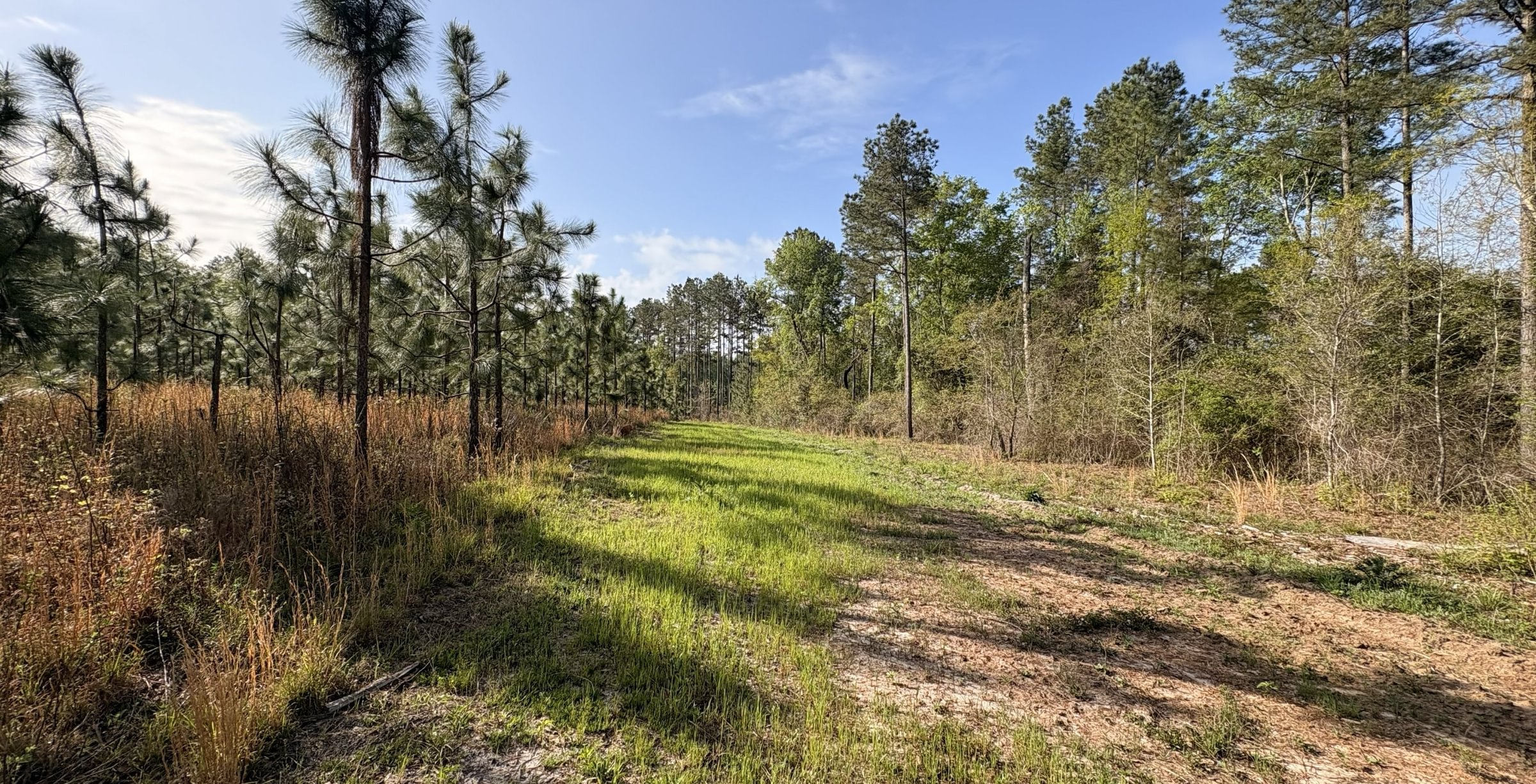 Photo 10 of Old Poor Robin Sportsman Tract 2, 24.6 acres, Screven County, Georgia