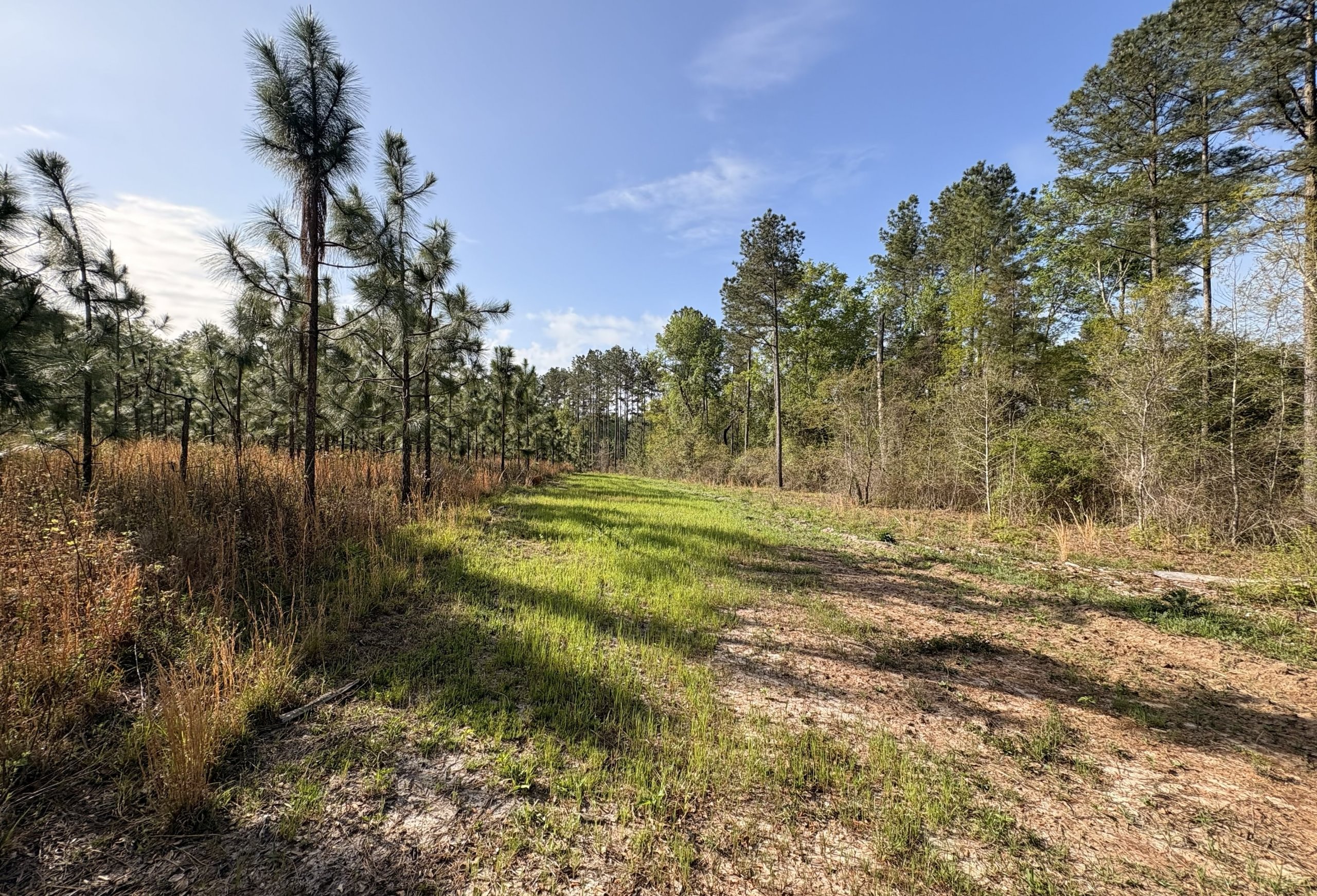 Photo 10 of Old Poor Robin Sportsman Tract 2, 24.6 acres, Screven County, Georgia