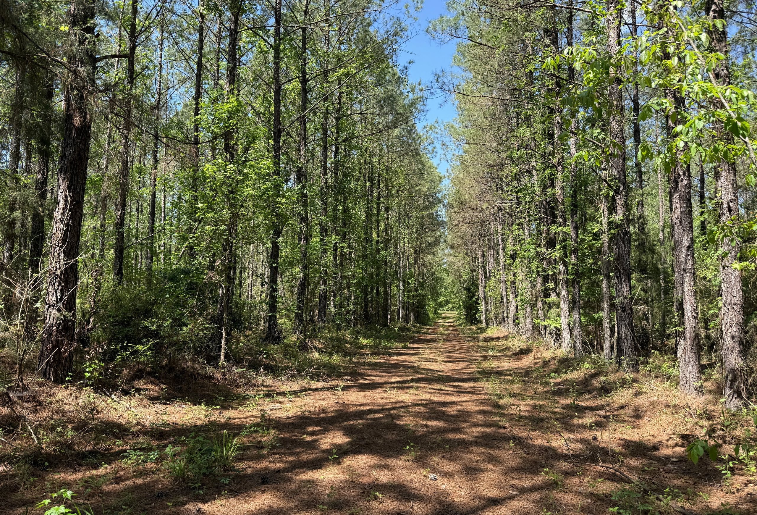 Photo 3 of Jordan Lane, 268 acres, Early County, Georgia