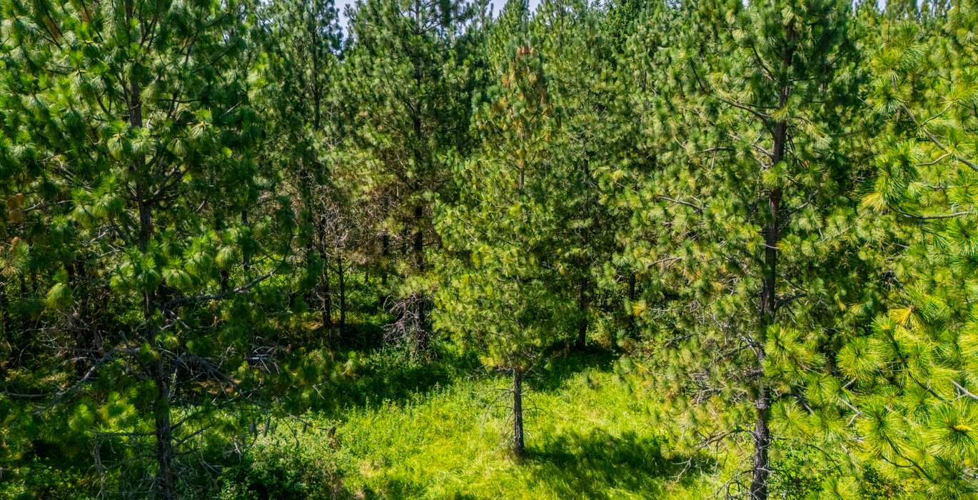 684 Low Trees 1