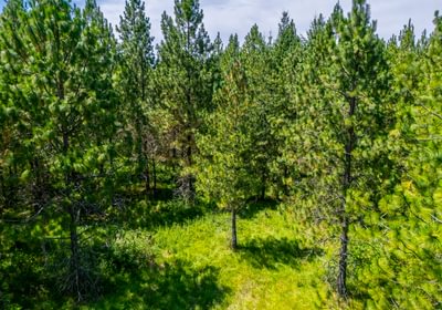 684 Low Trees 1