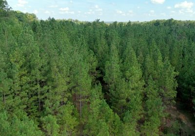 692 Simlin Creek Photo 15