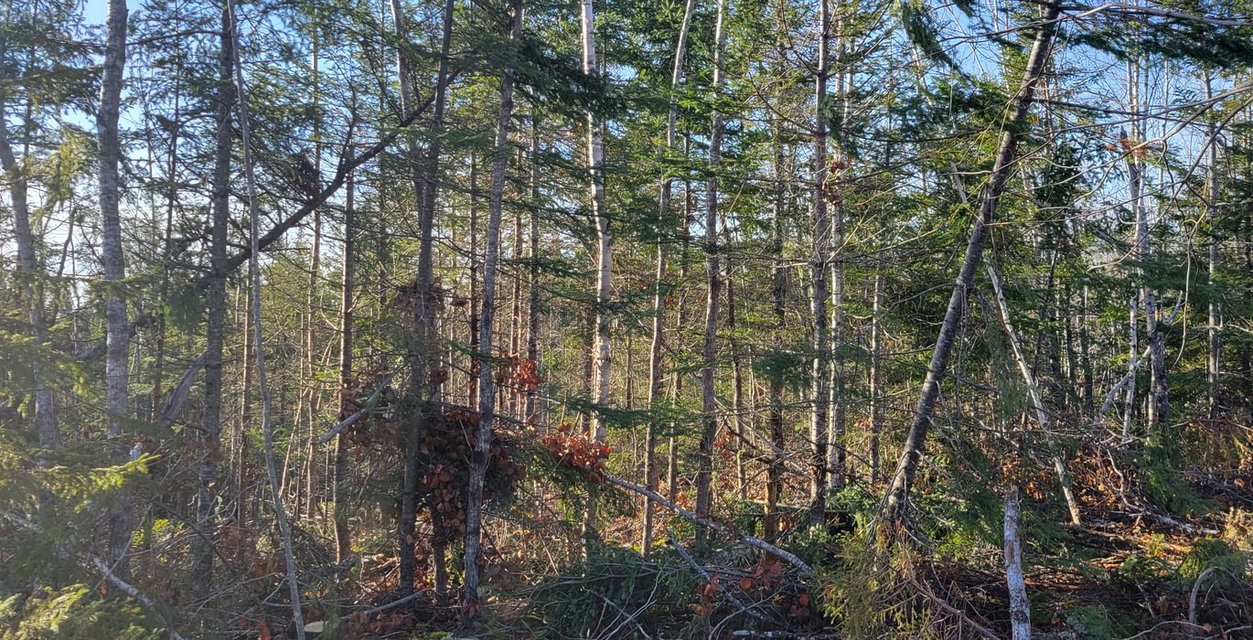 692 trees6