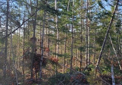 692 trees6