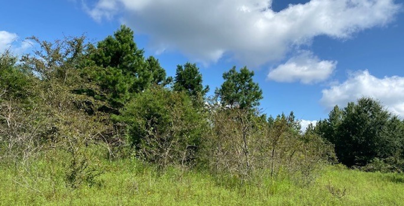 694 gum springs 21