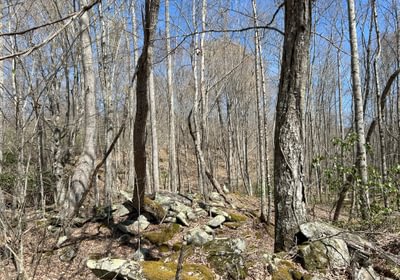 6 Timber Stand 3