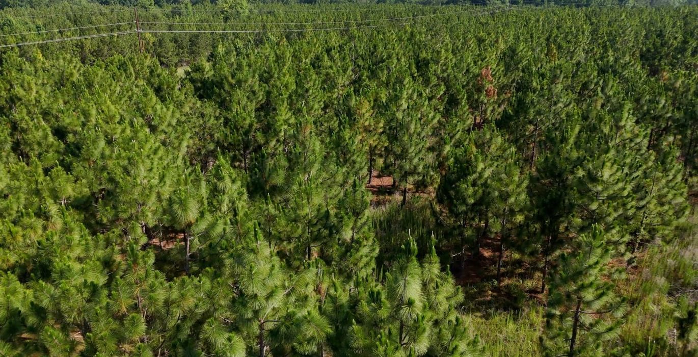 73 Longleaf Mecca Photo 16