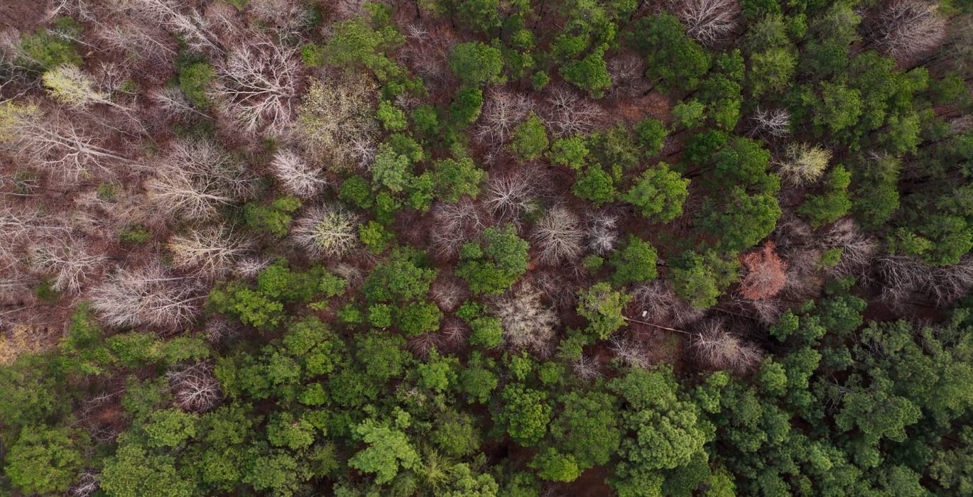 700 AFM West Fork 85 Photo 33