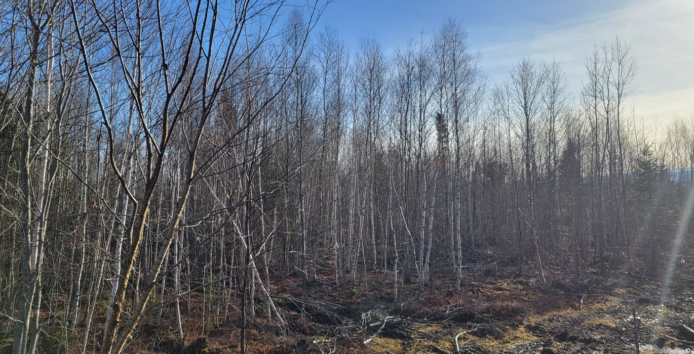 701 trees4