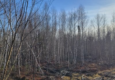 701 trees4