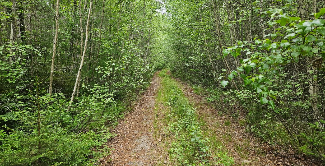 702 T7 access road 2