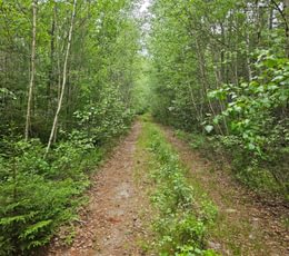 702 T7 access road 2