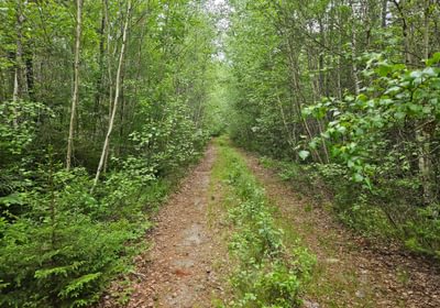 702 T7 access road 2
