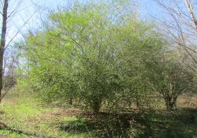 713 IMG 0570