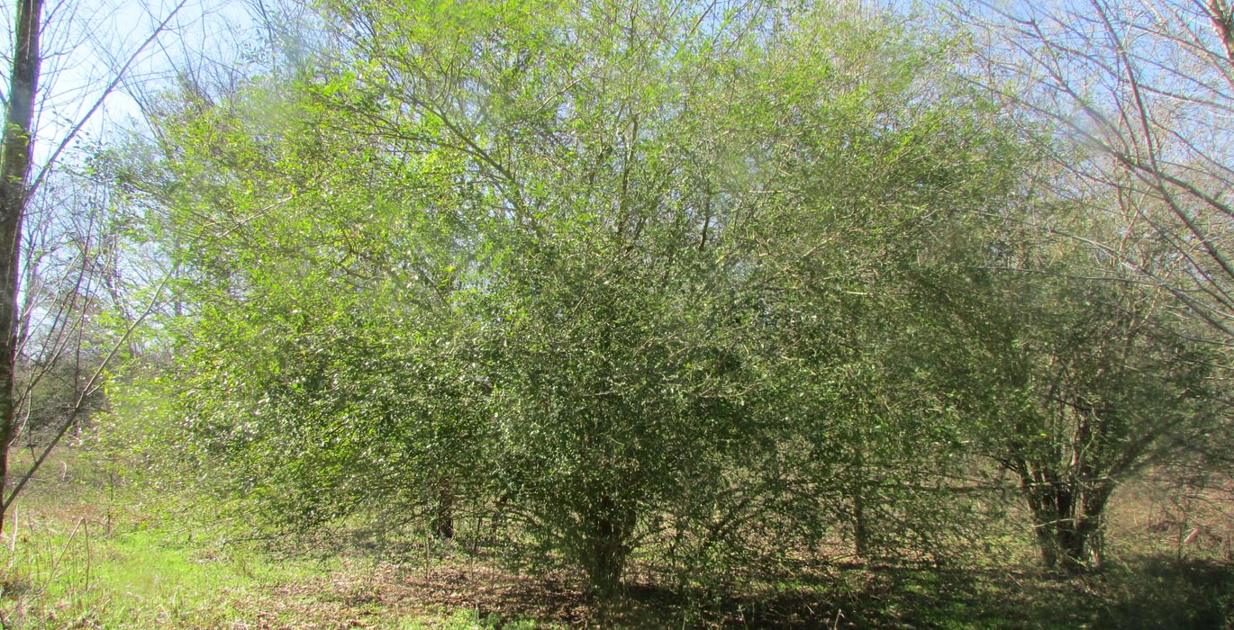 713 IMG 0570