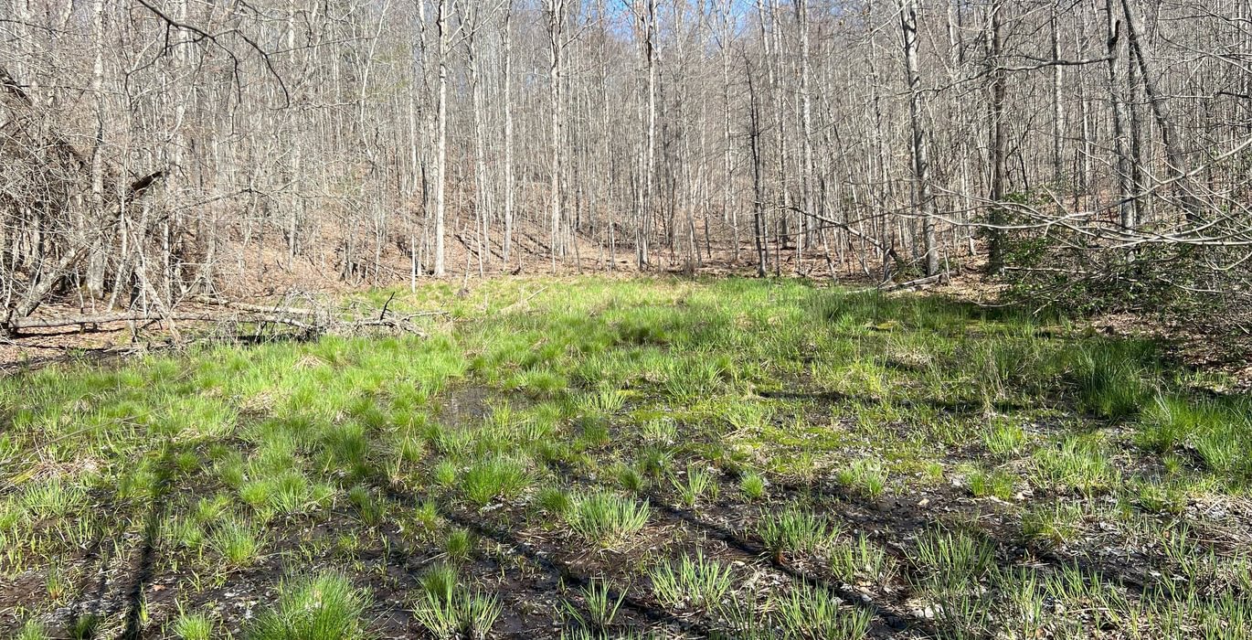 716 Mountain Bog