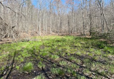716 Mountain Bog
