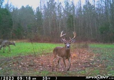 717 Image 1