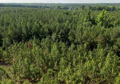 71 Longleaf Mecca Photo 28