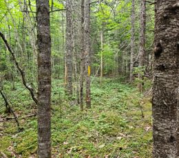 725 Route 1 lot boundary line