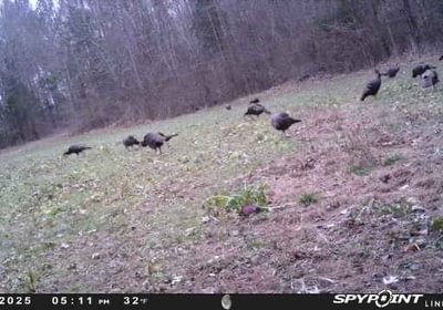 735 Image 11